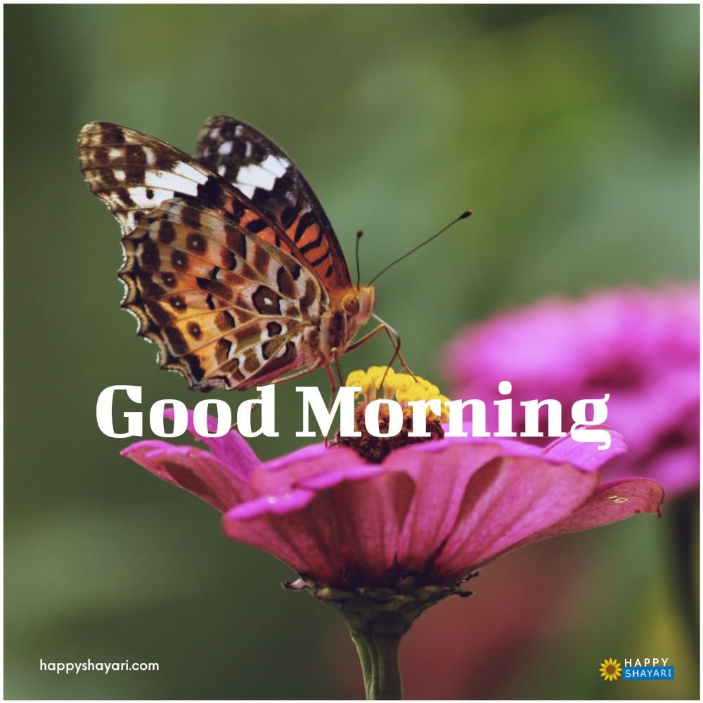 Good Morning Images With Flowers Hd