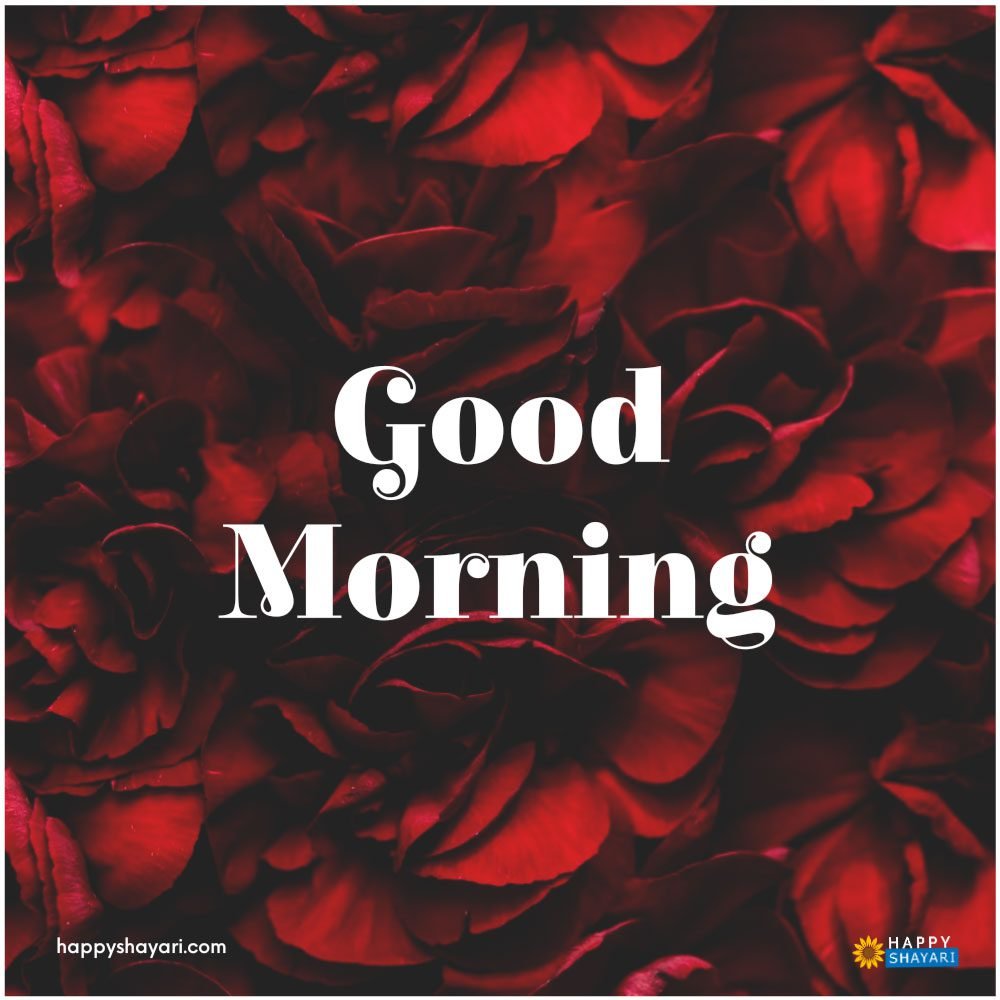 Good Morning Roses Image